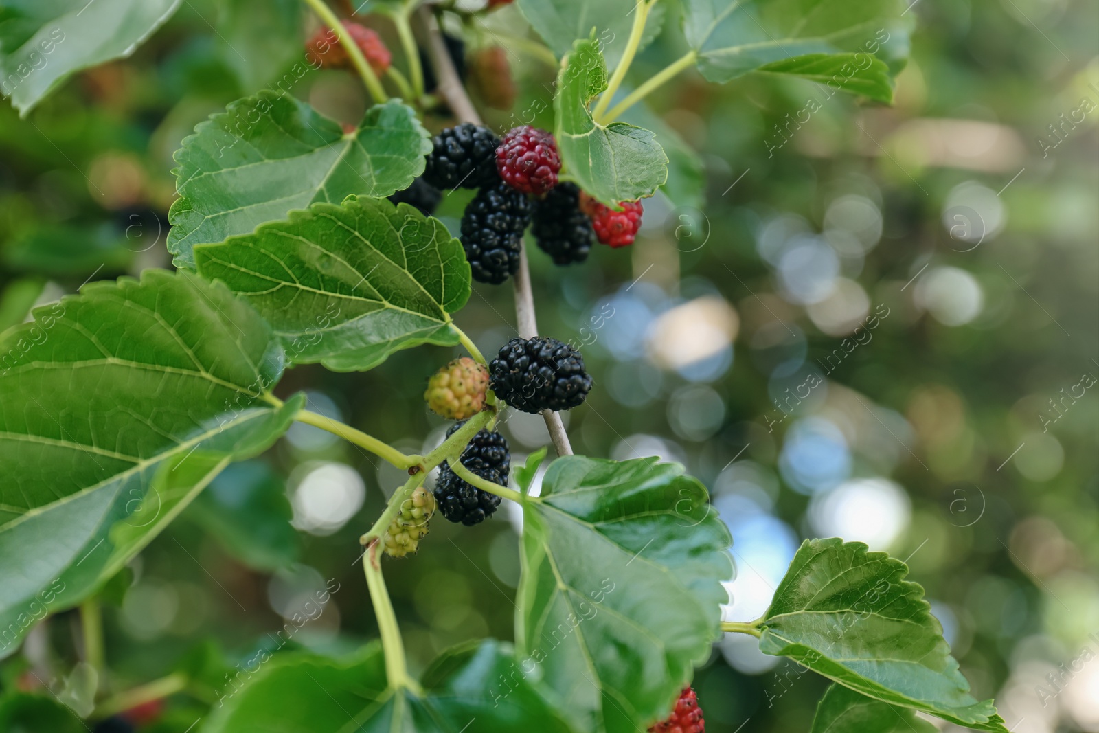 Photo of Branch with ripe and unripe mulberries in garden, closeup