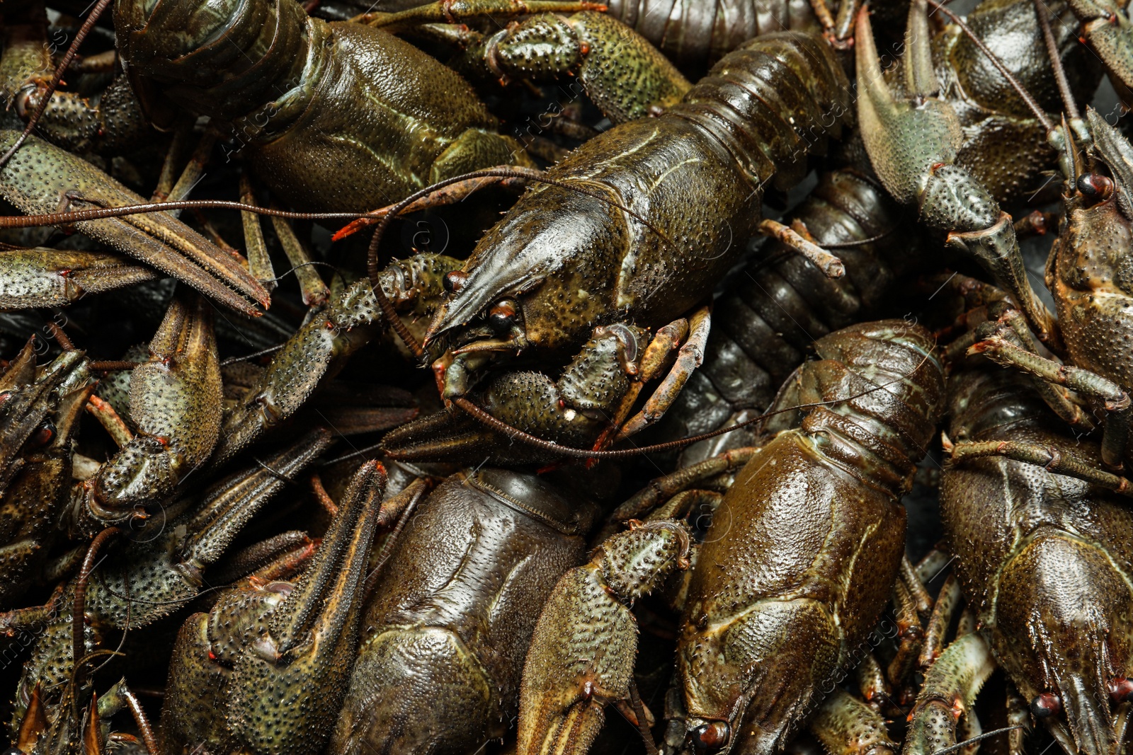 Photo of Heap of fresh raw crayfishes as background, top view