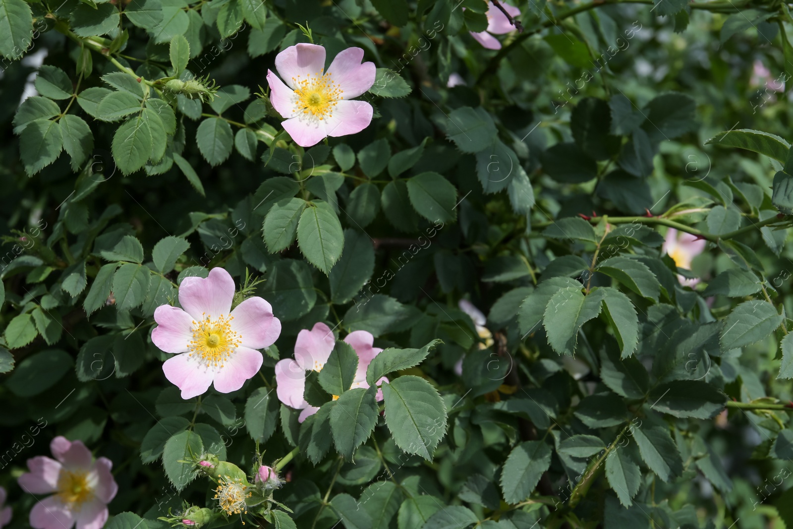 Photo of Blooming dog rose plant with beautiful flowers in garden
