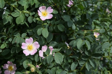 Blooming dog rose plant with beautiful flowers in garden