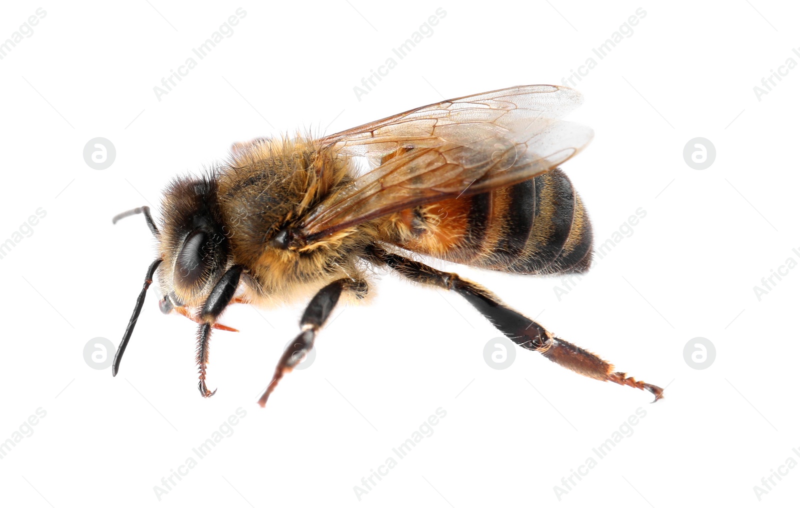 Photo of Beautiful honeybee on white background. Domesticated insect