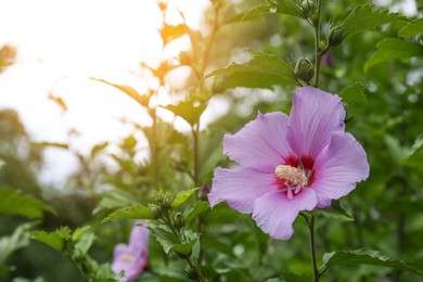 Photo of Beautiful hibiscus bush with violet flower outdoors. Space for text
