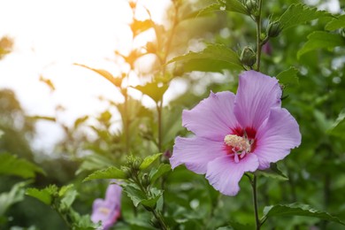 Beautiful hibiscus bush with violet flower outdoors. Space for text