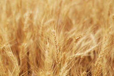 Beautiful ripe wheat spikes in agricultural field, closeup