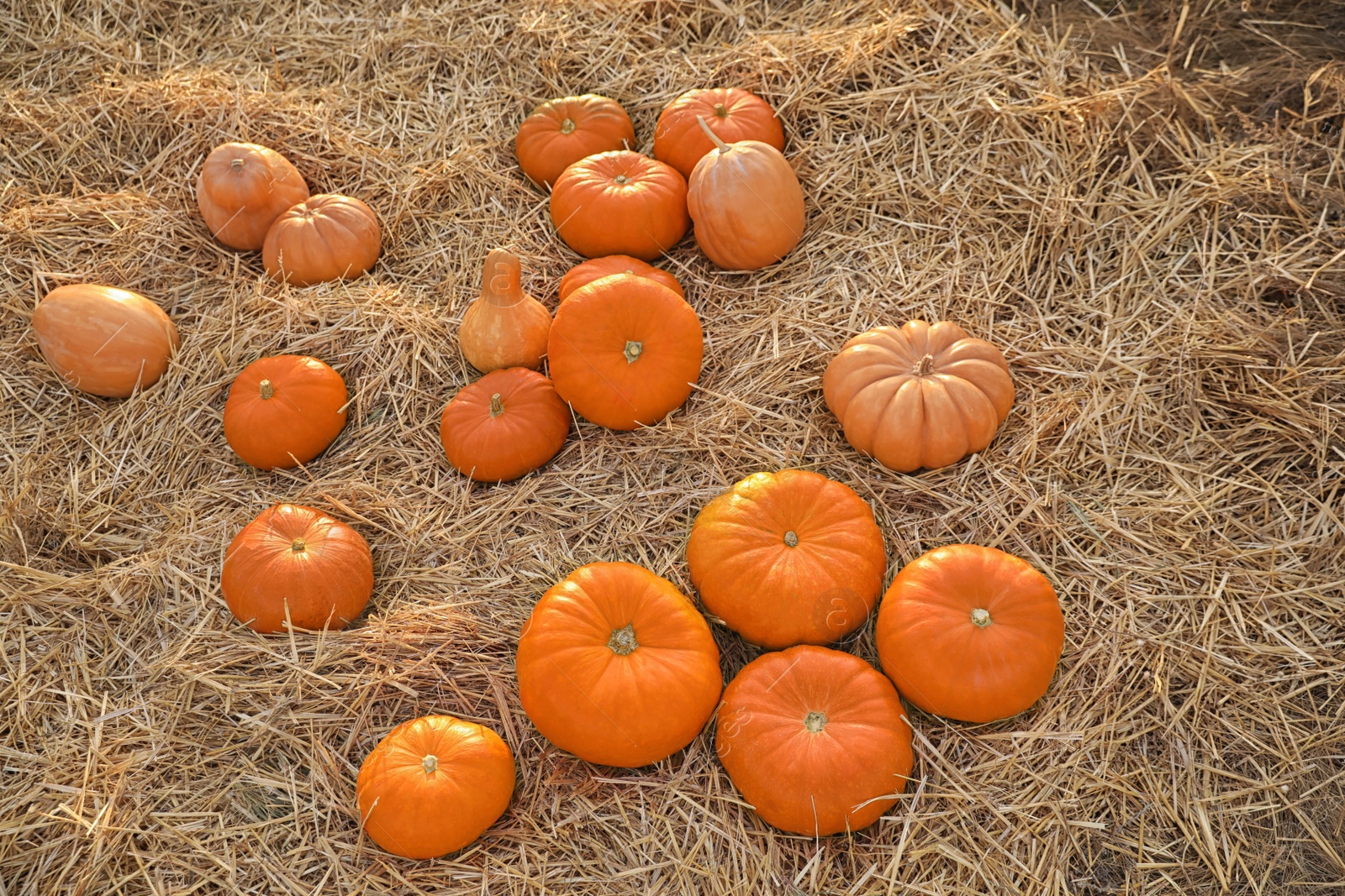 Photo of Ripe orange pumpkins among straw in field, above view