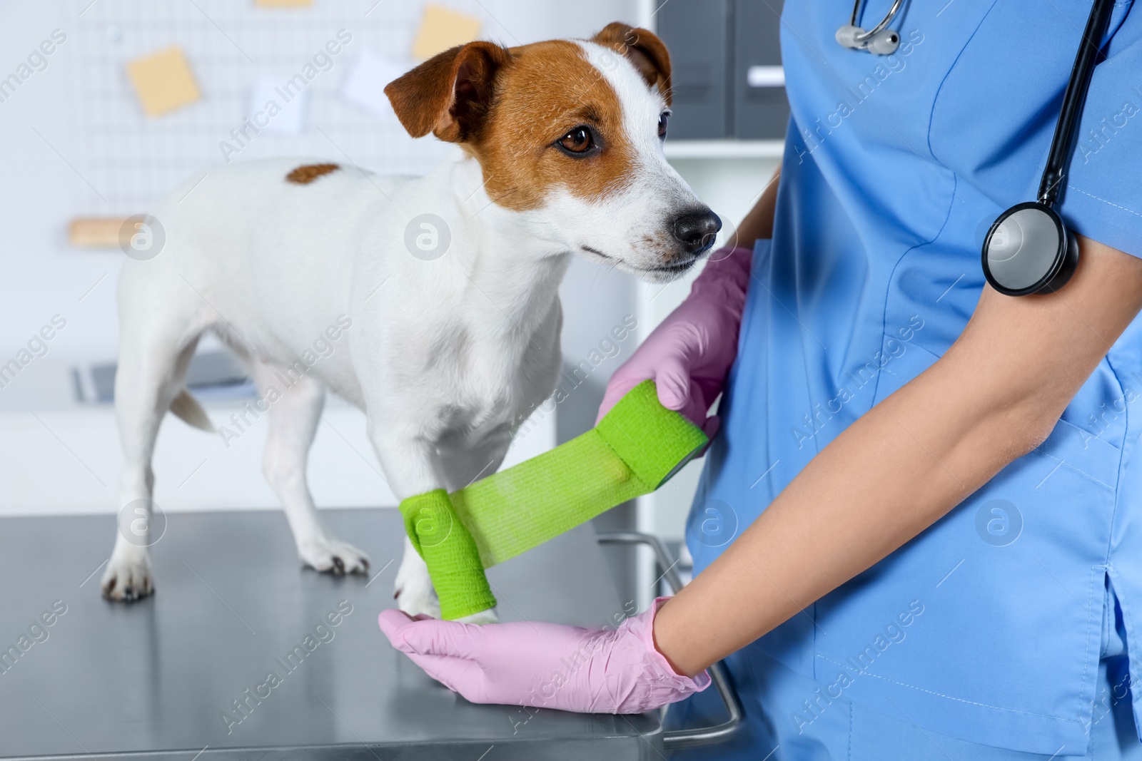 Photo of Veterinarian applying bandage onto dog's paw at table in clinic, closeup