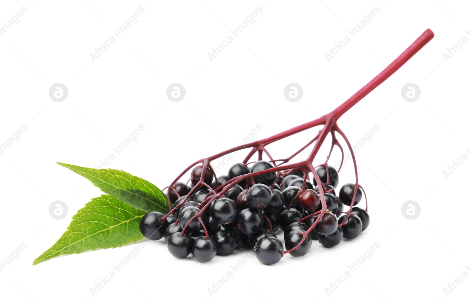 Photo of Delicious ripe black elderberries with green leaves isolated on white