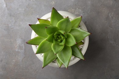 Beautiful succulent plant in pot on light gray textured background, top view