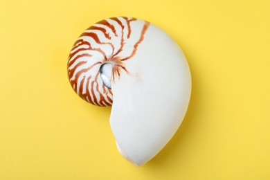 Photo of Nautilus shell on yellow background, top view