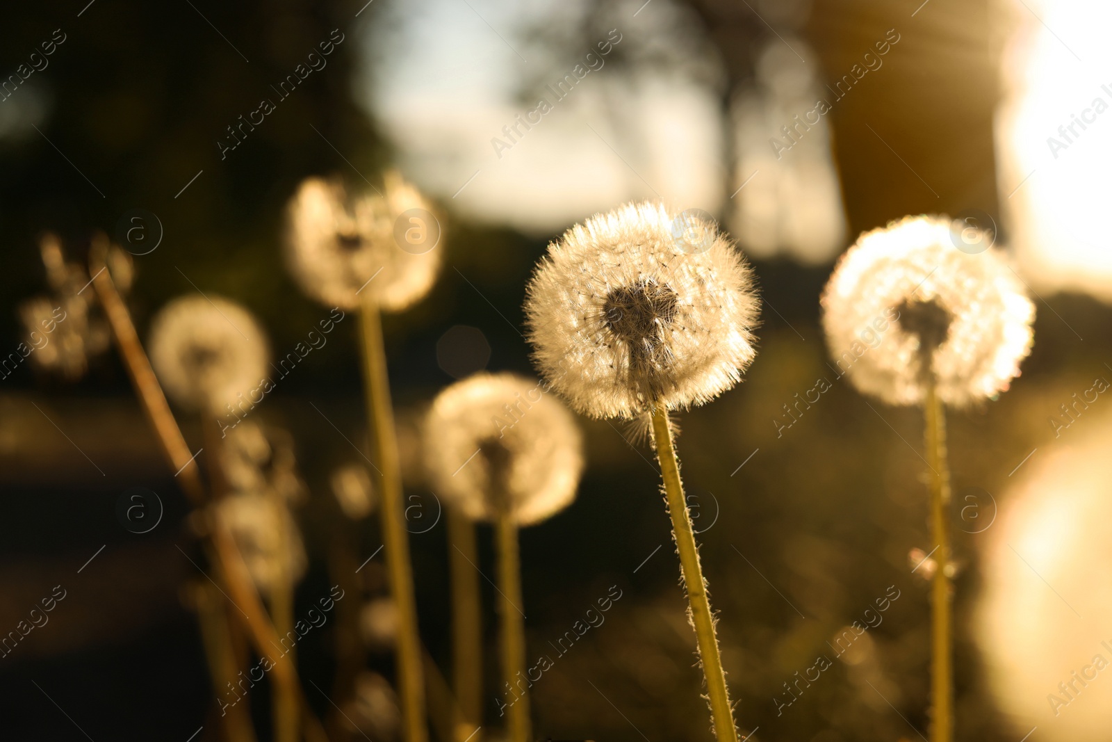 Photo of Beautiful fluffy dandelions outdoors on sunny day, closeup. Space for text