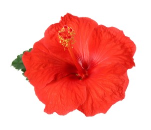 Photo of Beautiful red hibiscus flower with green leaf isolated on white