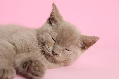 Photo of Scottish straight baby cat on pink background, closeup