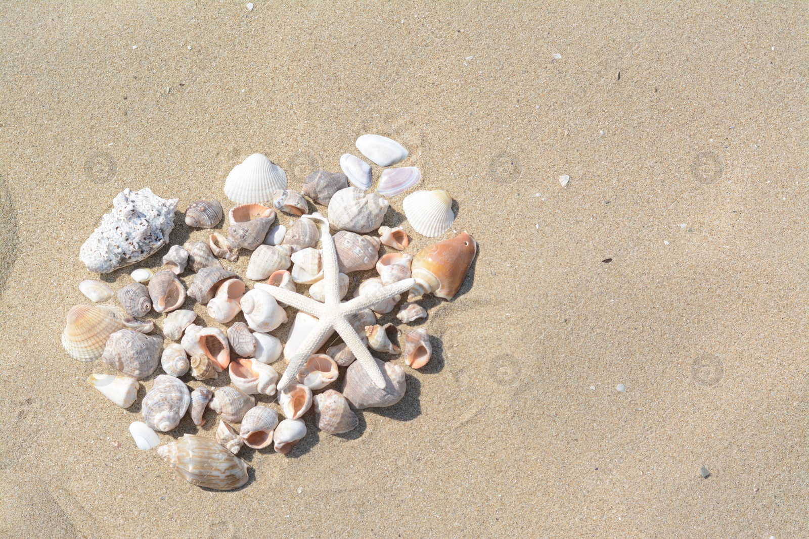 Photo of Beautiful starfish and sea shells on sandy beach, above view. Space for text