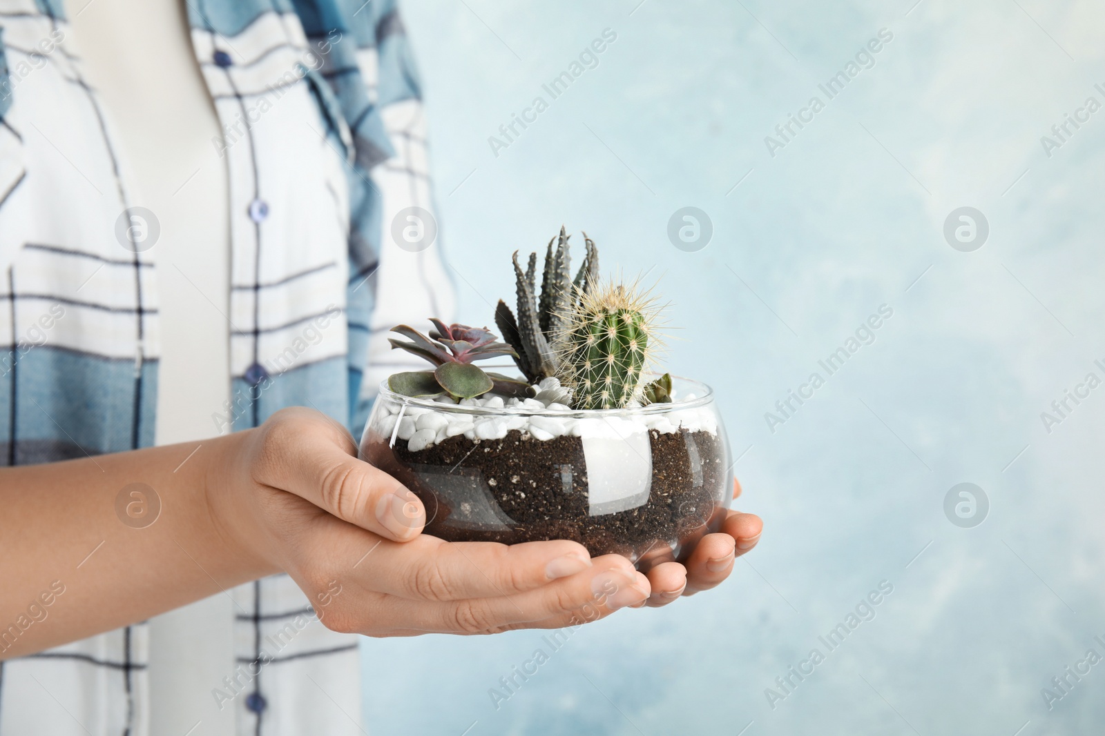 Photo of Woman holding florarium with different succulents on color background, closeup. Space for text