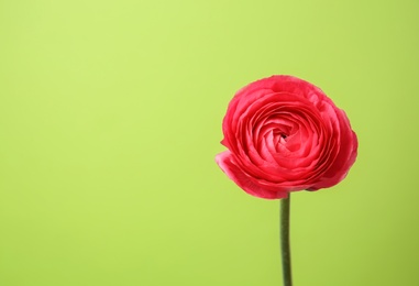 Photo of Beautiful ranunculus flower on color background