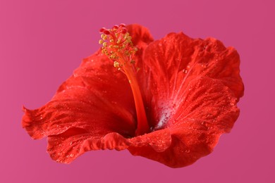 Beautiful red hibiscus flower with water drops on pink background
