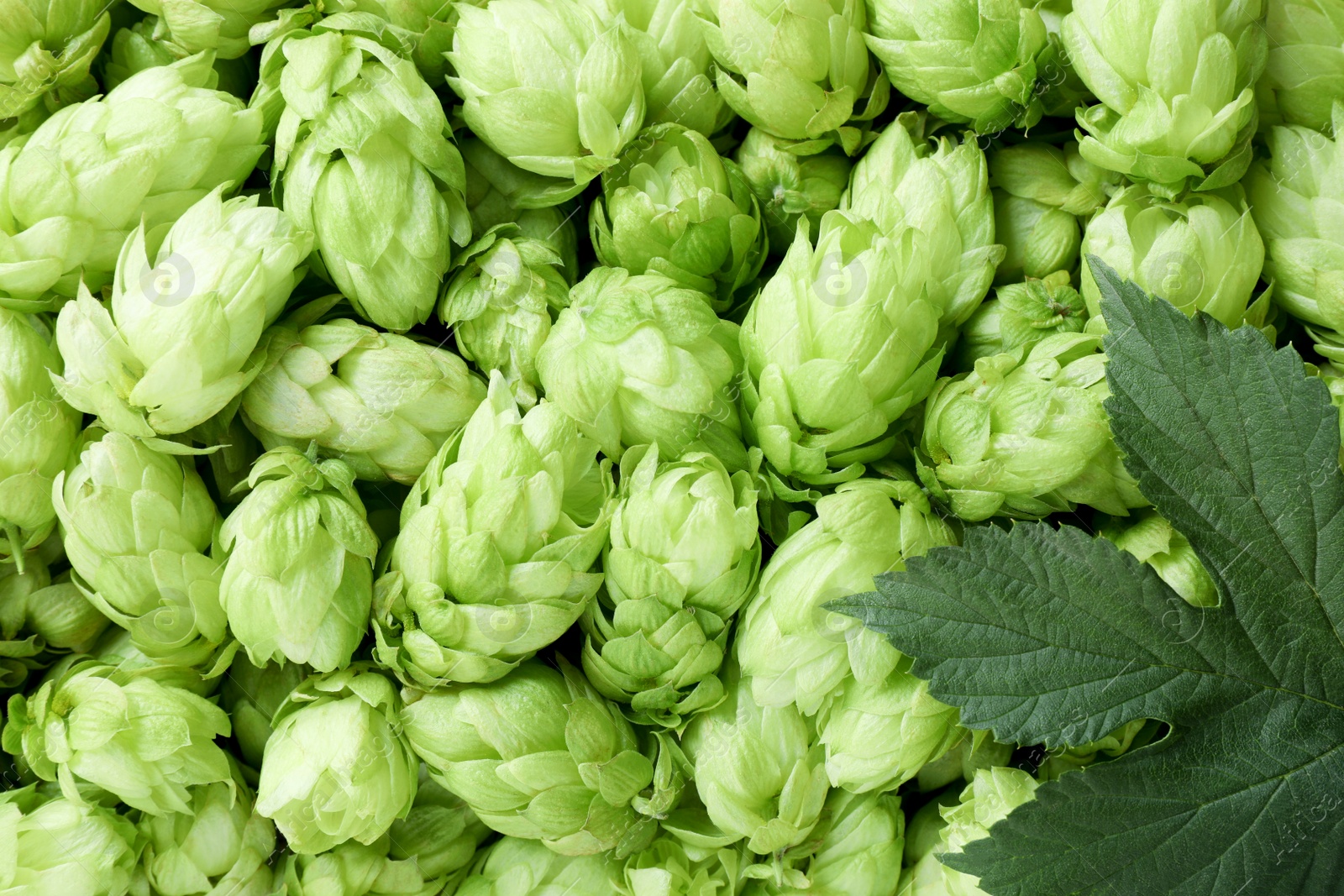 Photo of Fresh ripe hops and green leaf as background, top view