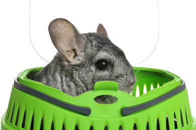 Photo of Cute grey chinchilla inside carrier on white background