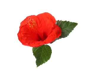 Photo of Beautiful red hibiscus flower and green leaves isolated on white