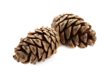 Beautiful dry pine cones on white background