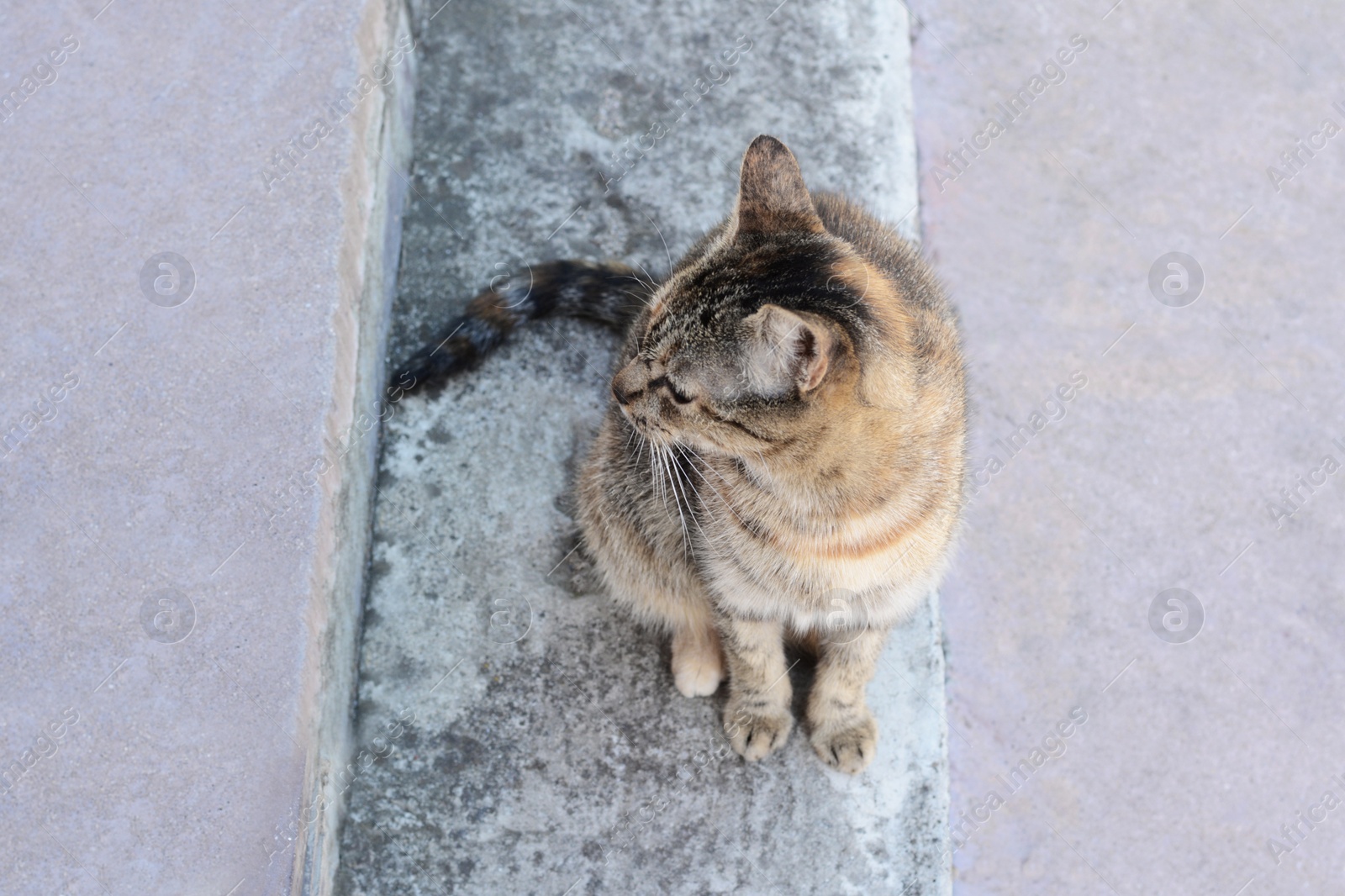 Photo of Cute stray cat sitting on stairs outdoors