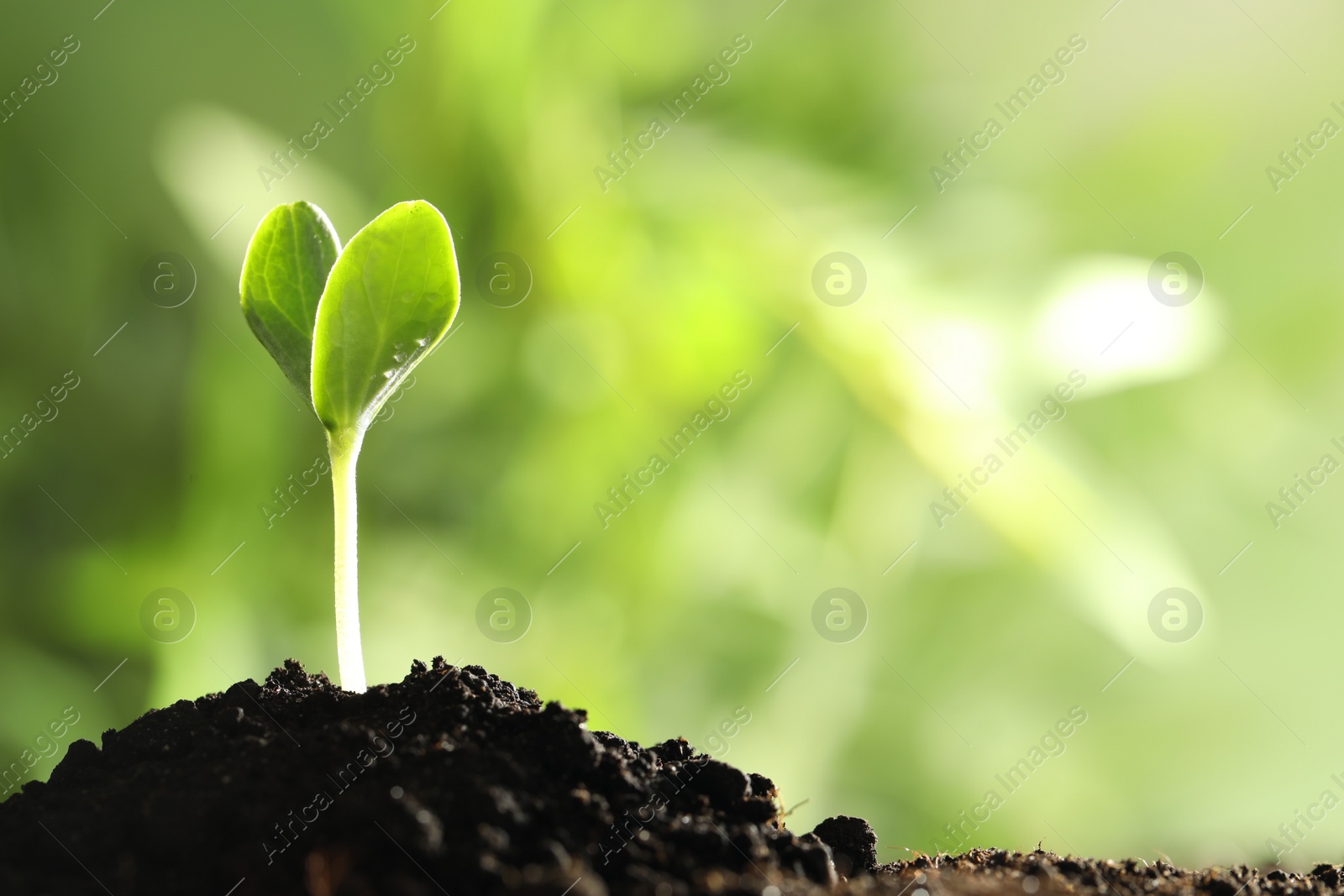 Photo of Young vegetable seedling growing in soil outdoors, space for text