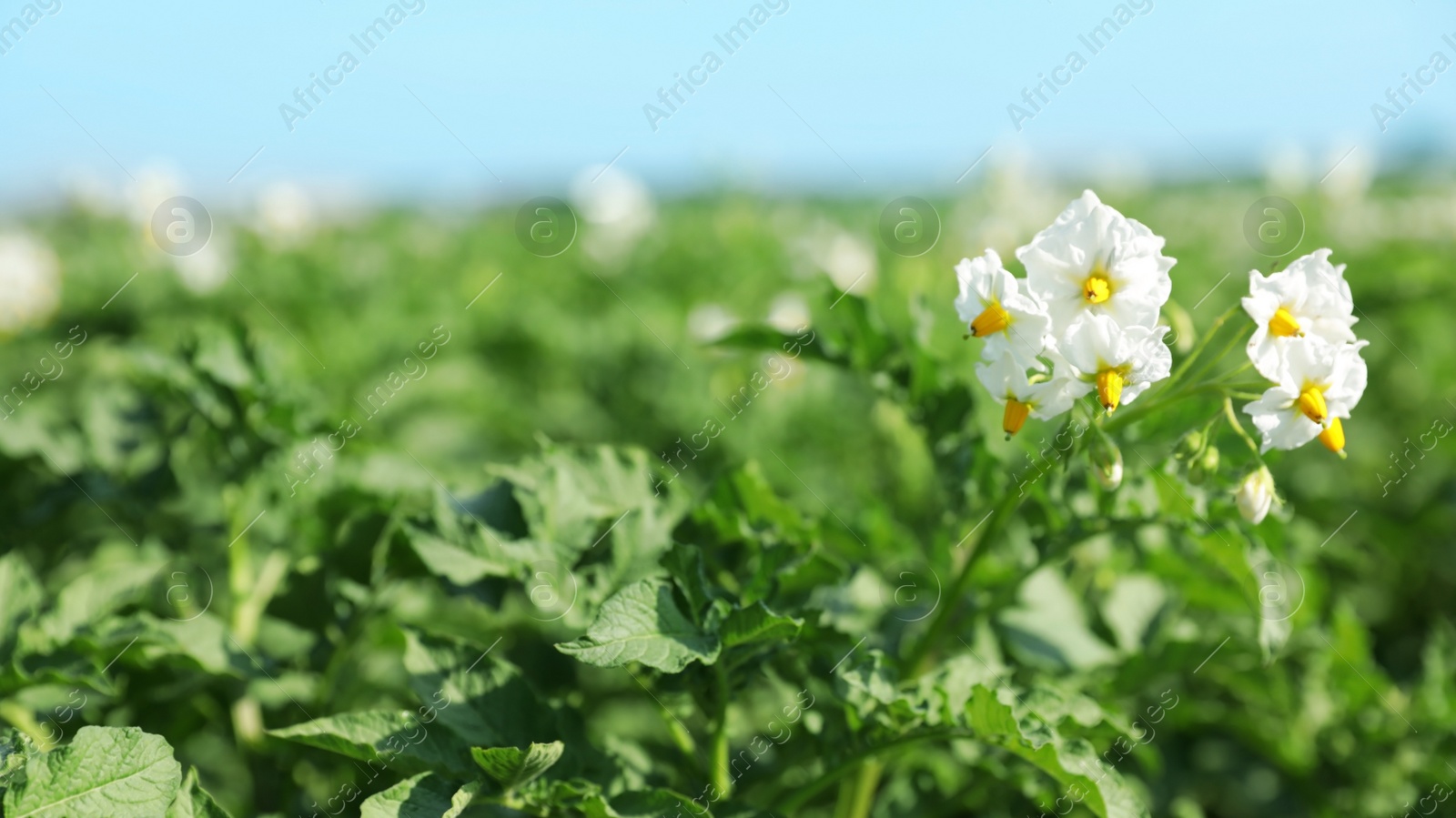 Photo of Blooming potato bushes in field against blue sky, closeup