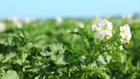 Photo of Blooming potato bushes in field against blue sky, closeup