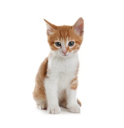 Photo of Cute little kitten sitting on white background