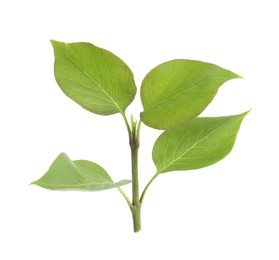 Photo of Fresh green lilac leaves on white background