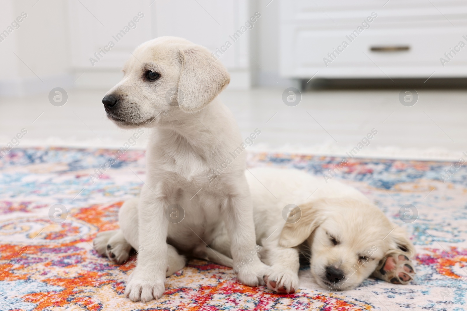 Photo of Cute little puppies on carpet indoors. Adorable pets