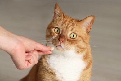 Woman giving vitamin pill to cute cat indoors, closeup