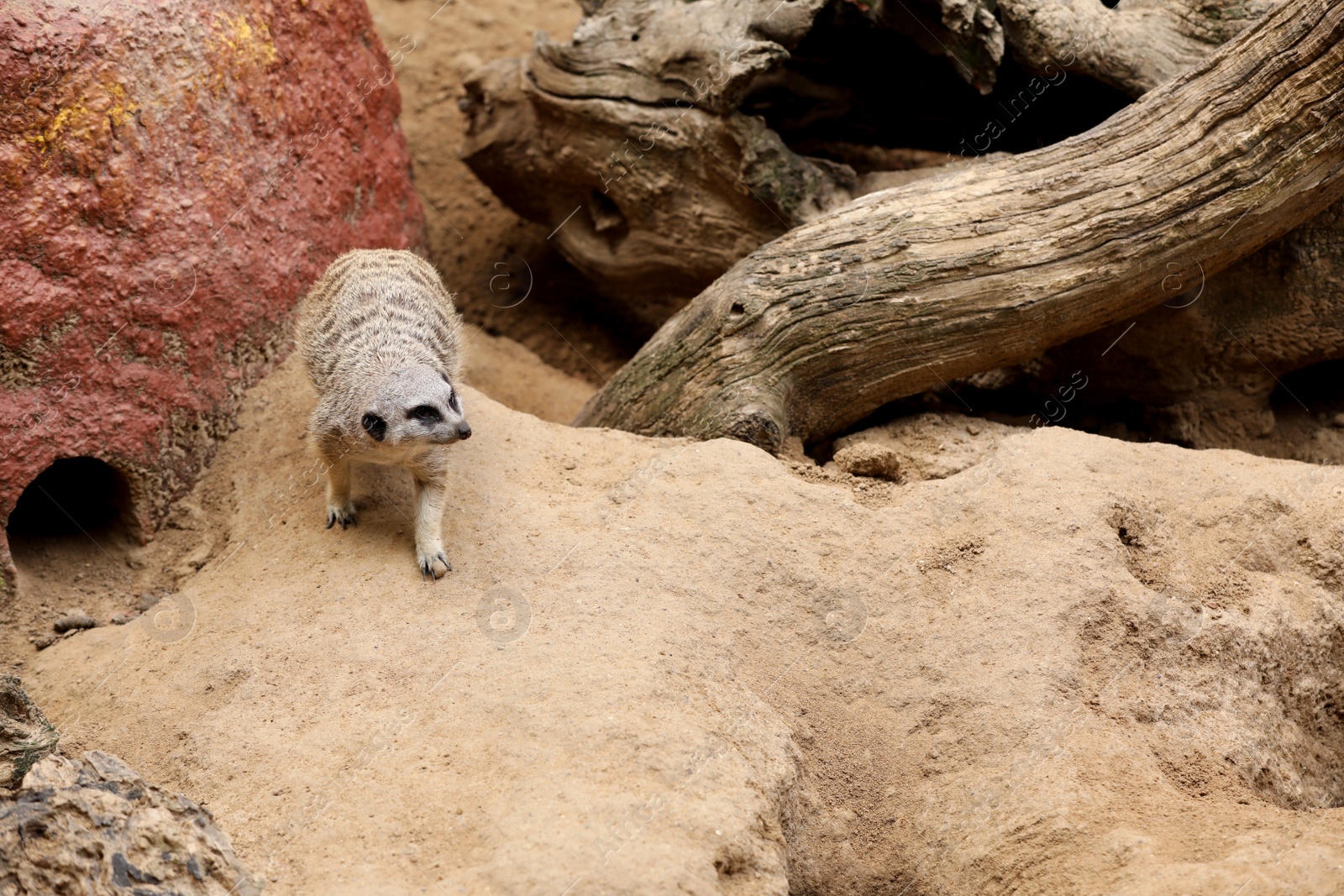 Photo of Cute meerkat in zoo enclosure. Exotic animal