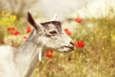 Photo of Cute grey goatling in field on sunny day. Animal husbandry