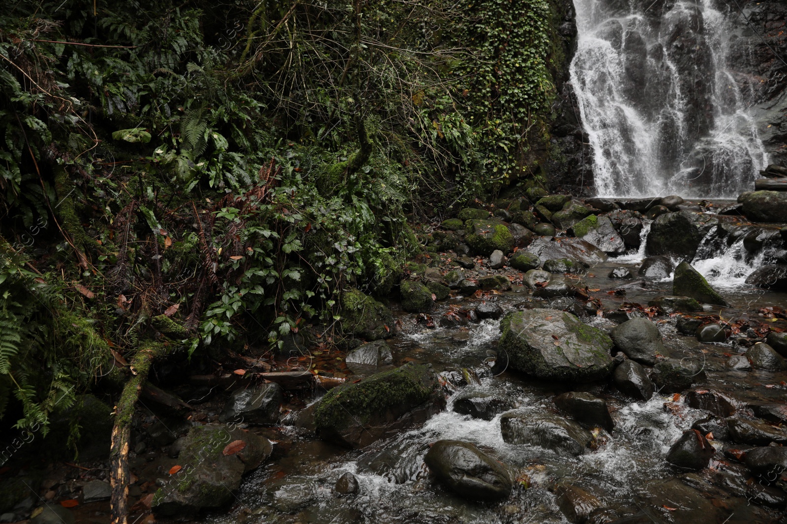 Photo of Picturesque view of beautiful mountain waterfall, green plants and rocks outdoors