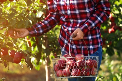 Photo of Woman with basket picking ripe apple from tree in garden, closeup