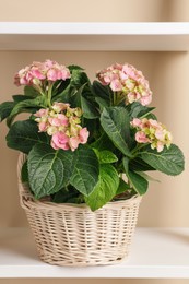 Photo of Wicker basket with beautiful hortensia flowers on shelf near beige wall