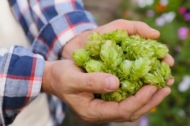 Man holding fresh green hops outdoors, closeup