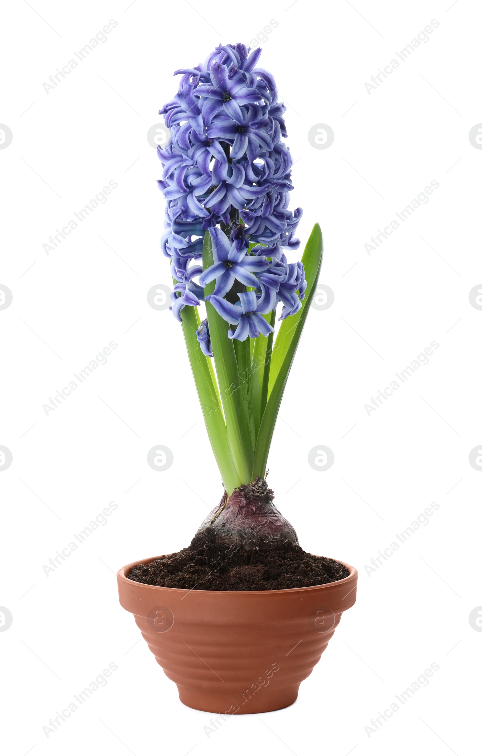 Photo of Beautiful potted hyacinth flower isolated on white