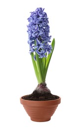 Photo of Beautiful potted hyacinth flower isolated on white
