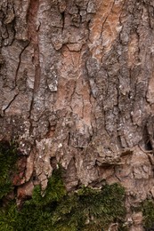 Beautiful tree bark with green moss as background, closeup