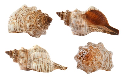 Image of Collage with beautiful sea shell on white background, view from different sides
