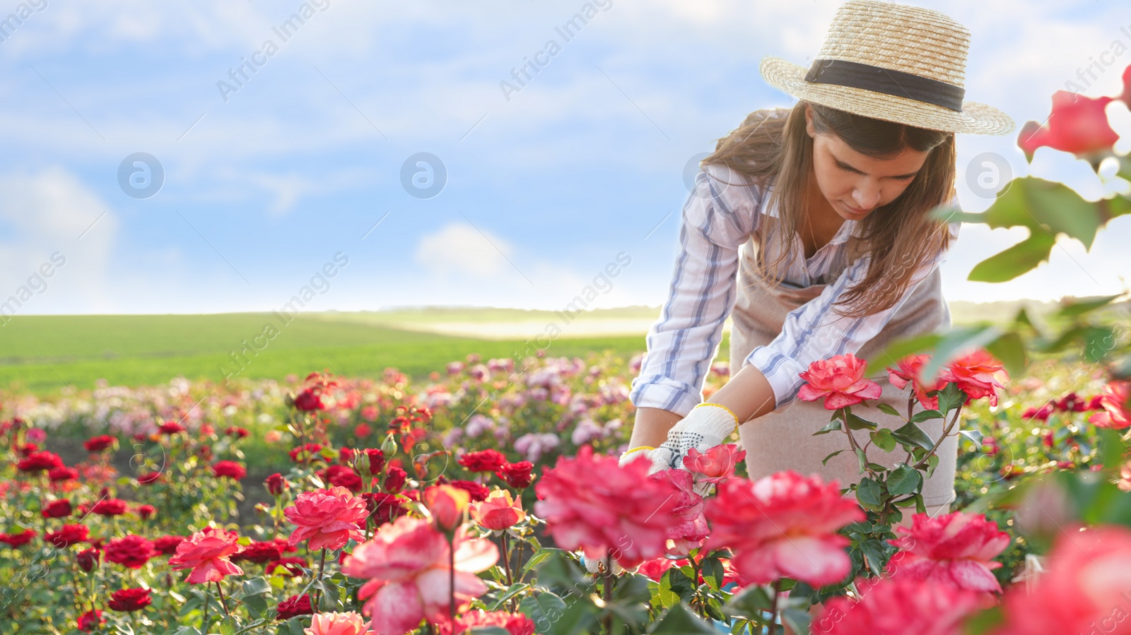 Photo of Woman near rose bushes in garden on sunny day