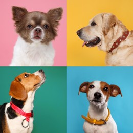 Image of Collage with photos of cute dogs in collars on different color backgrounds
