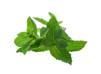 Fresh green mint leaves on white background