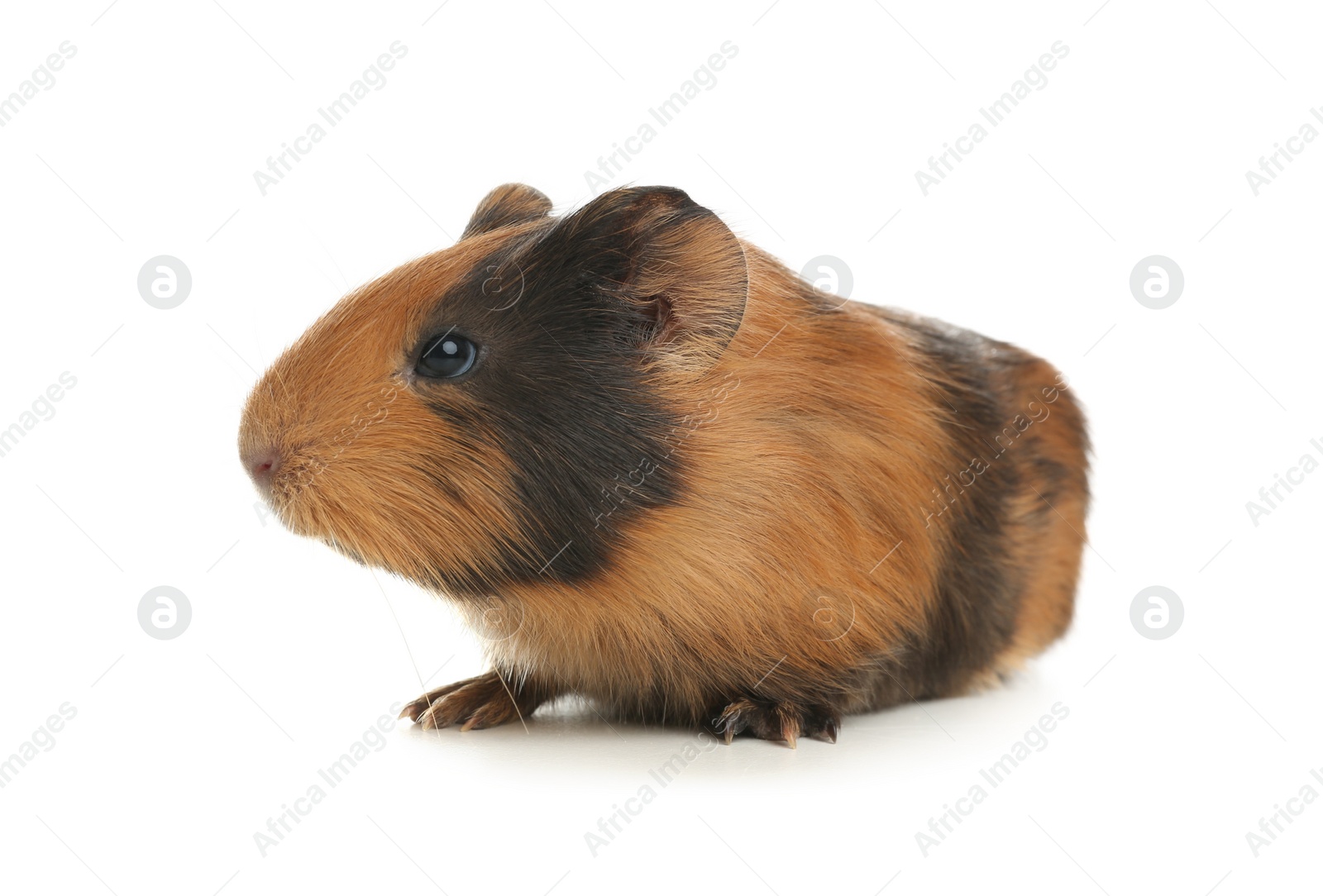 Photo of Cute funny guinea pig on white background