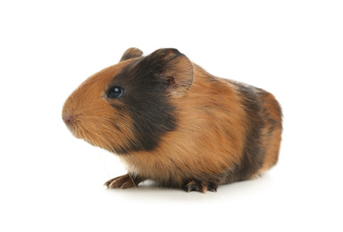 Photo of Cute funny guinea pig on white background