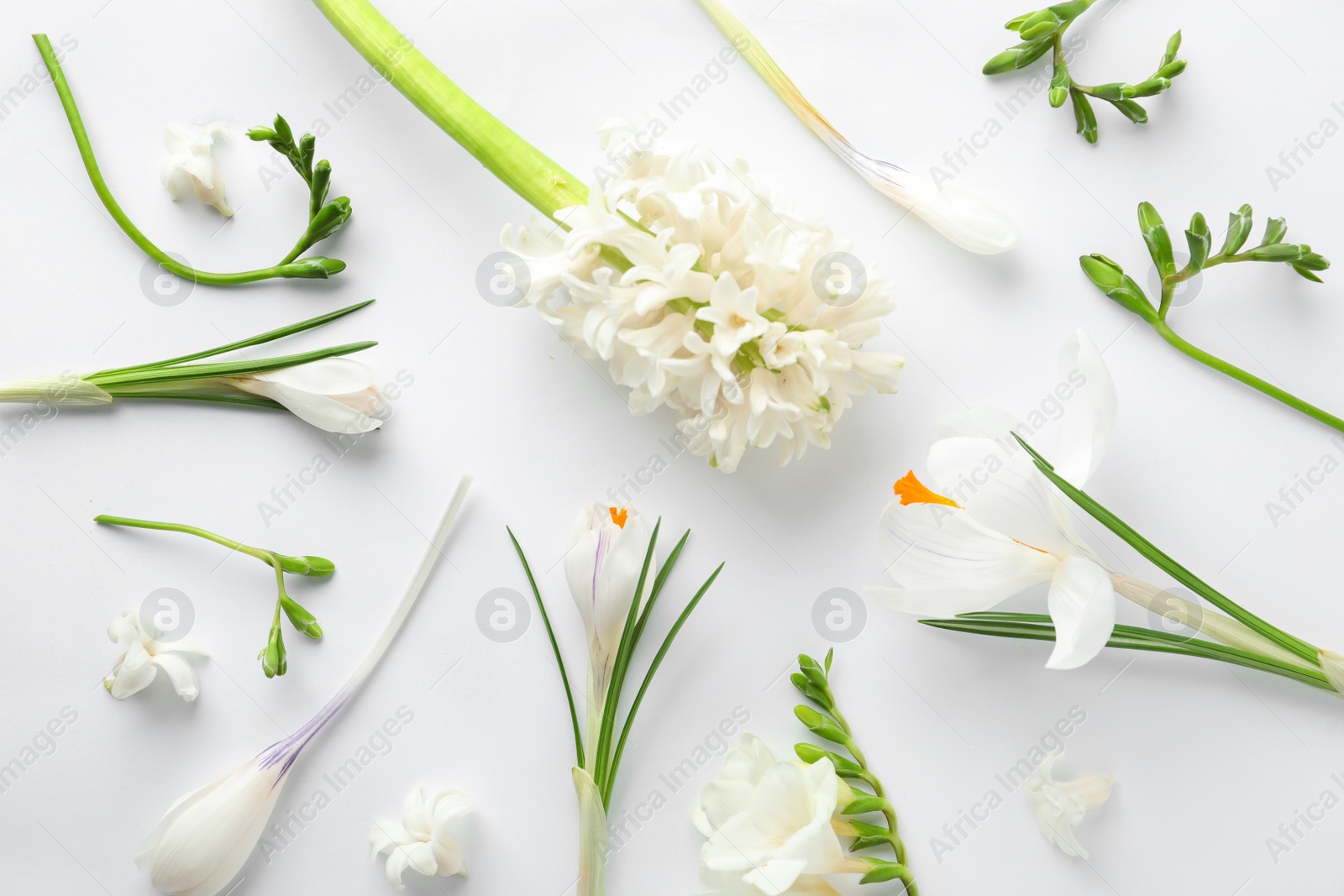 Photo of Flat lay composition with spring flowers on white background