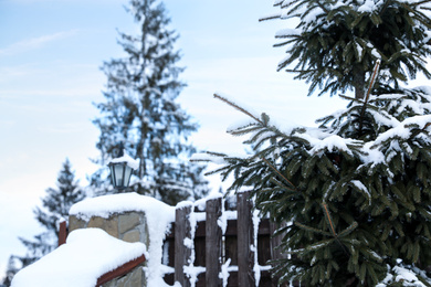 Fir tree covered with snow near fence on winter day