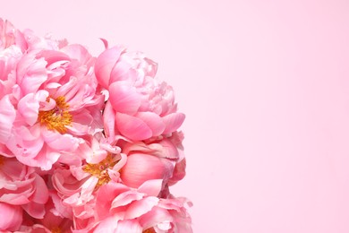 Bunch of beautiful peonies on pink background, top view. Space for text